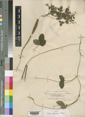 Kew Gardens K000263475:  Parker, G.W. [s.n.] Madagascar