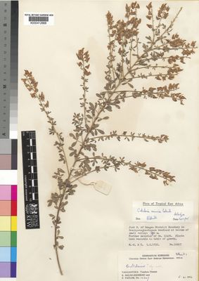 Kew Gardens K000412668:  Milne-Redhead, E.; Taylor, P. [10607] Tanzania