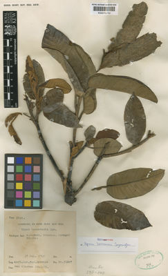 Kew Gardens K000700780:  s.coll. [bb.31207] Indonesia