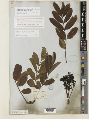 Kew Gardens K000118468:  s.coll. [s.n.] Brazil