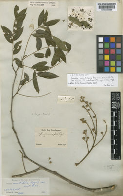 Kew Gardens K000500965:  Sellow [s.n.] Brazil