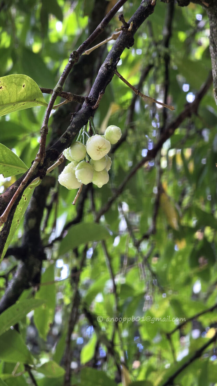 Syzygium calubcob