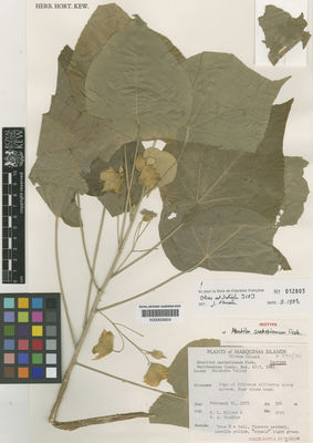 Kew Gardens K000659604:  Oliver, R.L.; Schäfer, P.A. [3193] French Polynesia