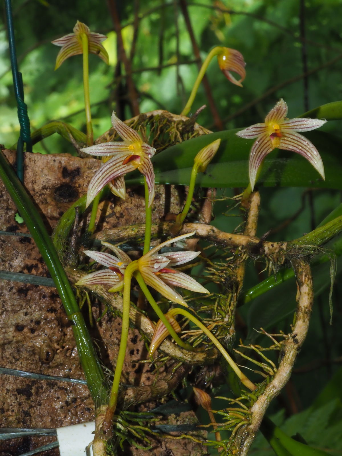 Bulbophyllum Affine Lindl. 