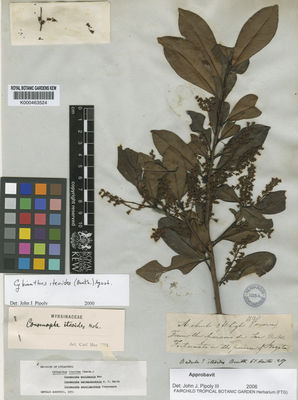 Kew Gardens K000463524:  s.coll. [1198] Colombia