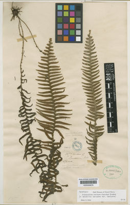 Kew Gardens K000590676:  Spruce, R. [5277] Ecuador