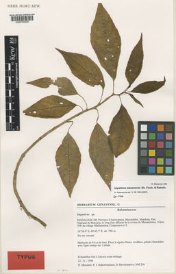 Kew Gardens K000794305:  Messmer, N.; Rakotomalaza, P.J.; Ravelonarivo [256] Madagascar
