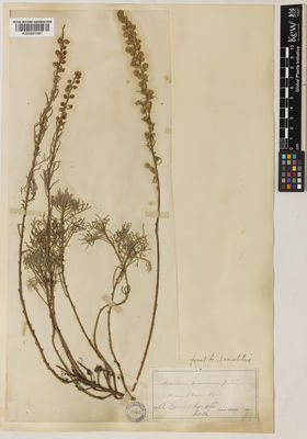 Kew Gardens K000891687:  Jordan, A. [s.n.] France