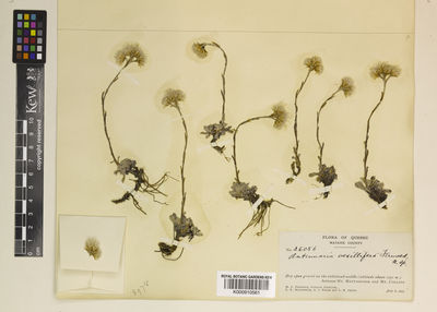 Kew Gardens K000910561:  Fernald, M.L.; Griscom, L.; Mackenzie, K.K.; Pease, A.S.; Smith, L.B. [26056] Canada