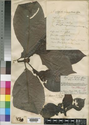 Kew Gardens K000412282:  Schweinfurth, G. [1736] Sudan