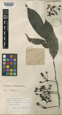 Kew Gardens K000487218:  [Donnell Smith, J.] [6429] Costa Rica