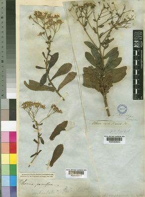 Kew Gardens K000306943:  Drege [s.n.] South Africa