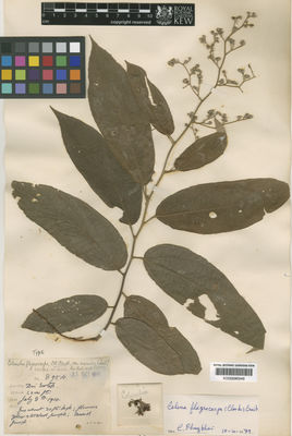 Kew Gardens K000686948:  Kerr, A.F.G. [895A] Thailand