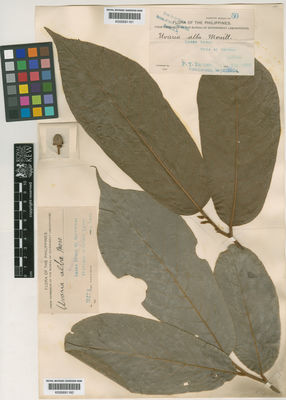 Kew Gardens K000691160:  Merrill, E.D. [3274] Philippines