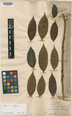 Kew Gardens K000574762:  s.coll. [s.n.] Indonesia