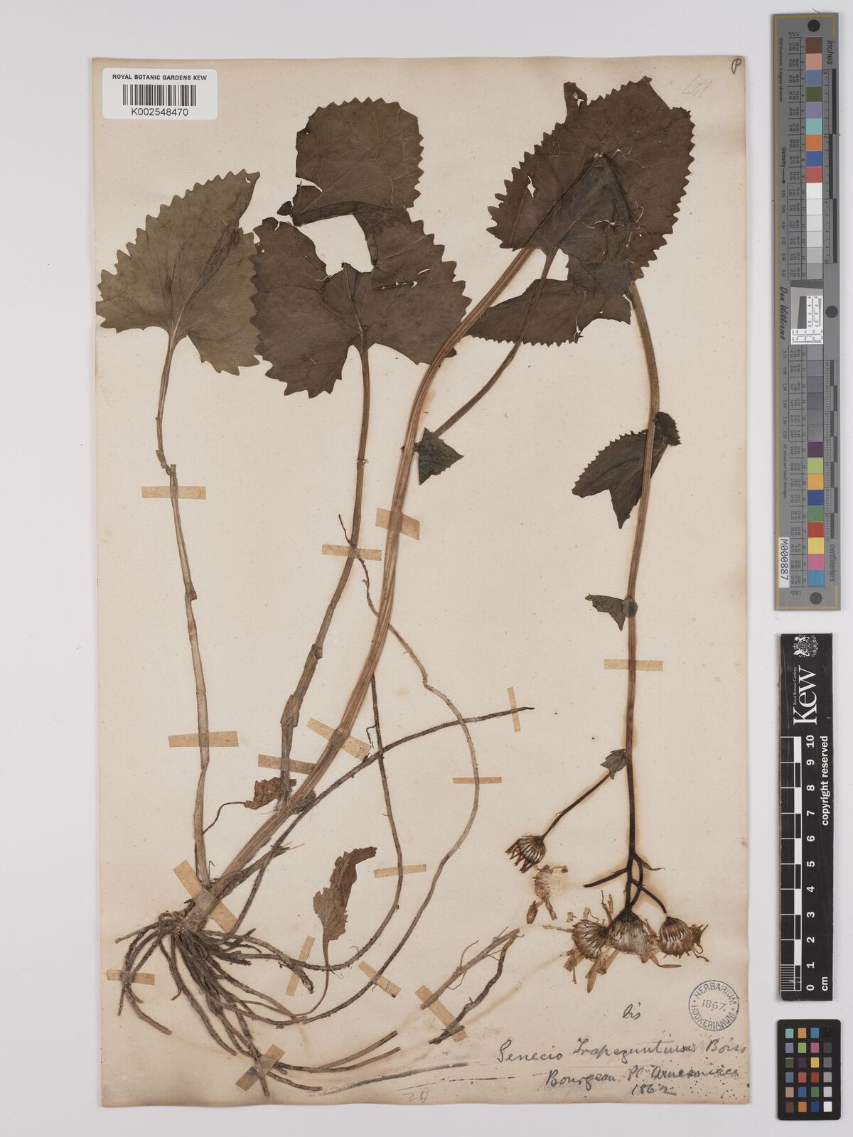 Jacobaea trapezuntina
