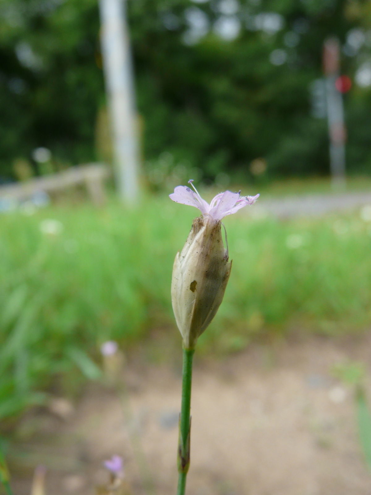 © copyright of the Board of Trustees of the Royal Botanic Gardens, Kew.