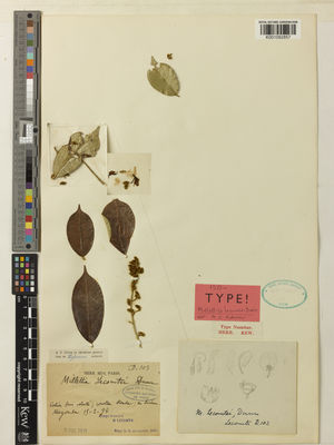 Kew Gardens K001092857:  Lecomte [D.103] Congo, Republic of the