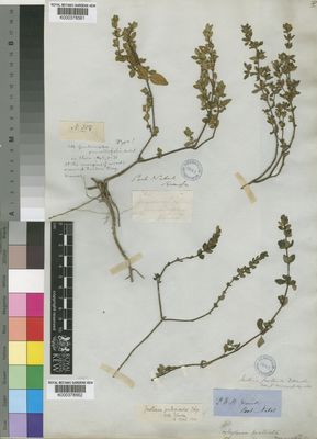 Kew Gardens K000378562:  Grant, P.[R.], B. [s.n.] South Africa