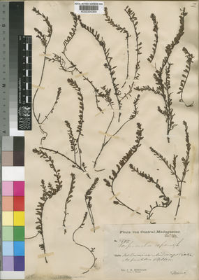 Kew Gardens K000350069:  Hildebrandt, J.M. [3647] Madagascar