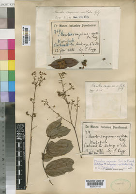 Kew Gardens K000430158:  Pogge, P. [718] Congo, Democratic Republic of the