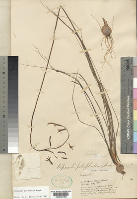 Kew Gardens K000257265:  unknown from label [s.n.] South Africa