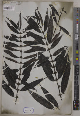 Kew Gardens K001125220:  s.coll. [Cat. no. 8313]