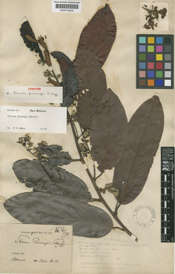 Kew Gardens K000700626:  s.coll. [s.n.] Indonesia