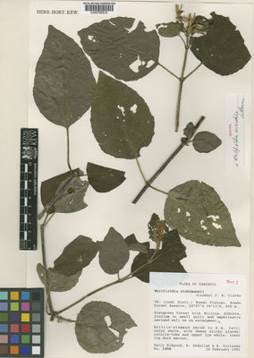 Kew Gardens K000780518:  Bidgood, S.; Abdallah, R.; Vollesen, K.B. [1458] Tanzania