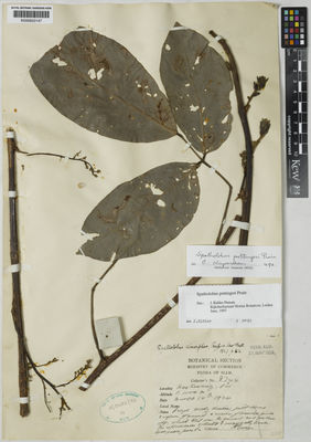 Kew Gardens K000623147:  Kerr, A.F.G. [8744] Thailand