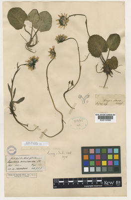 Kew Gardens K000102356:  Hooker, J.D. [s.n.] India