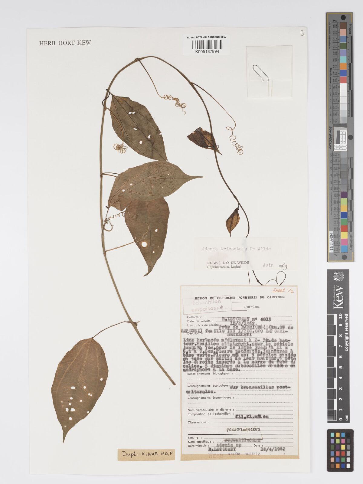 Adenia tricostata