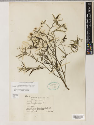 Kew Gardens K000910440:  White, C.T. [s.n.] Australia