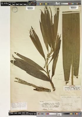 Kew Gardens K000400097:  Poiteau [s.n.] French Guiana