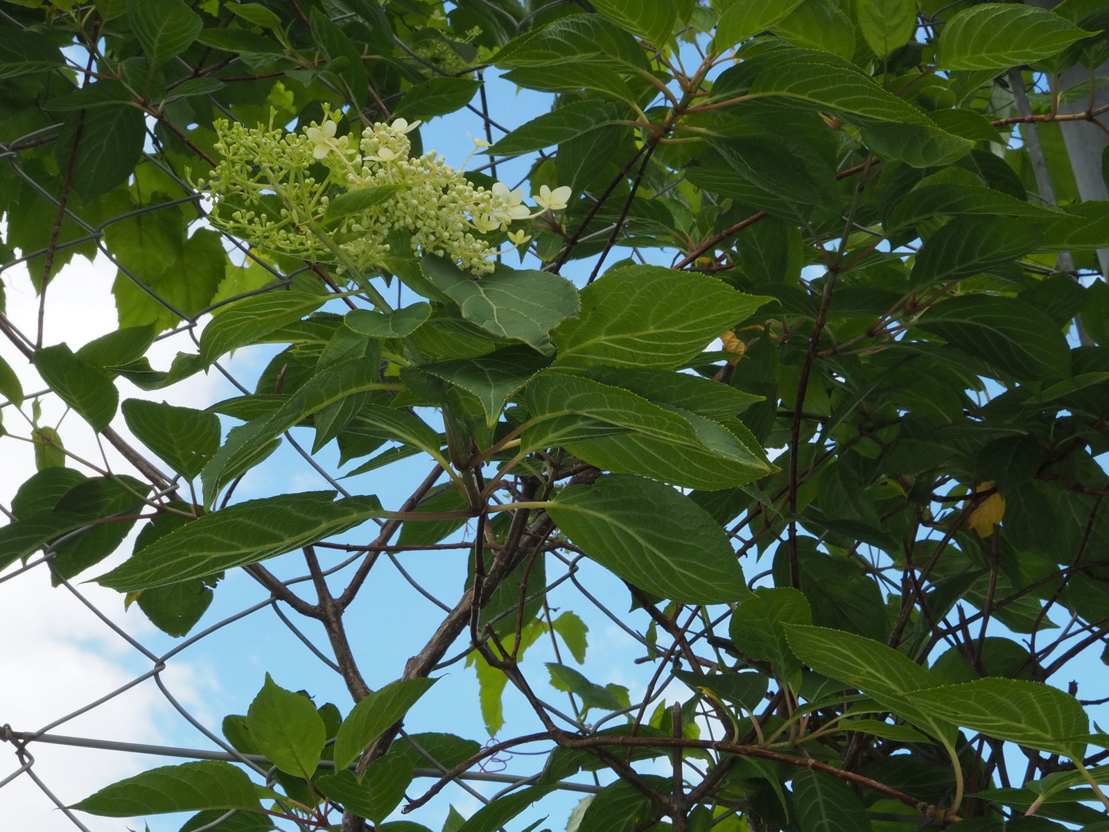 © copyright of the Board of Trustees of the Royal Botanic Gardens, Kew.