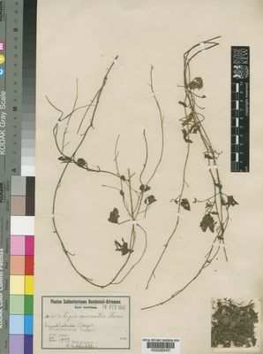 Kew Gardens K000263431:  Schlechter, F.R.R. [12592] Congo, Republic of the