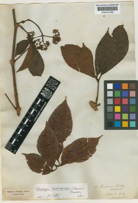 Kew Gardens K000701046:  Wight, R. [s.n.] Nepal