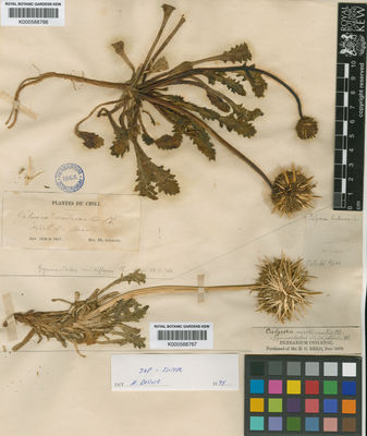 Kew Gardens K000588767:  [Reed, E.C.] [s.n.] Chile