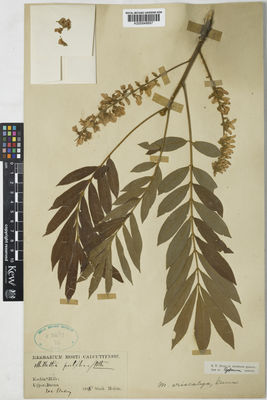 Kew Gardens K000848697:  Mokim, S. [s.n.] Burma