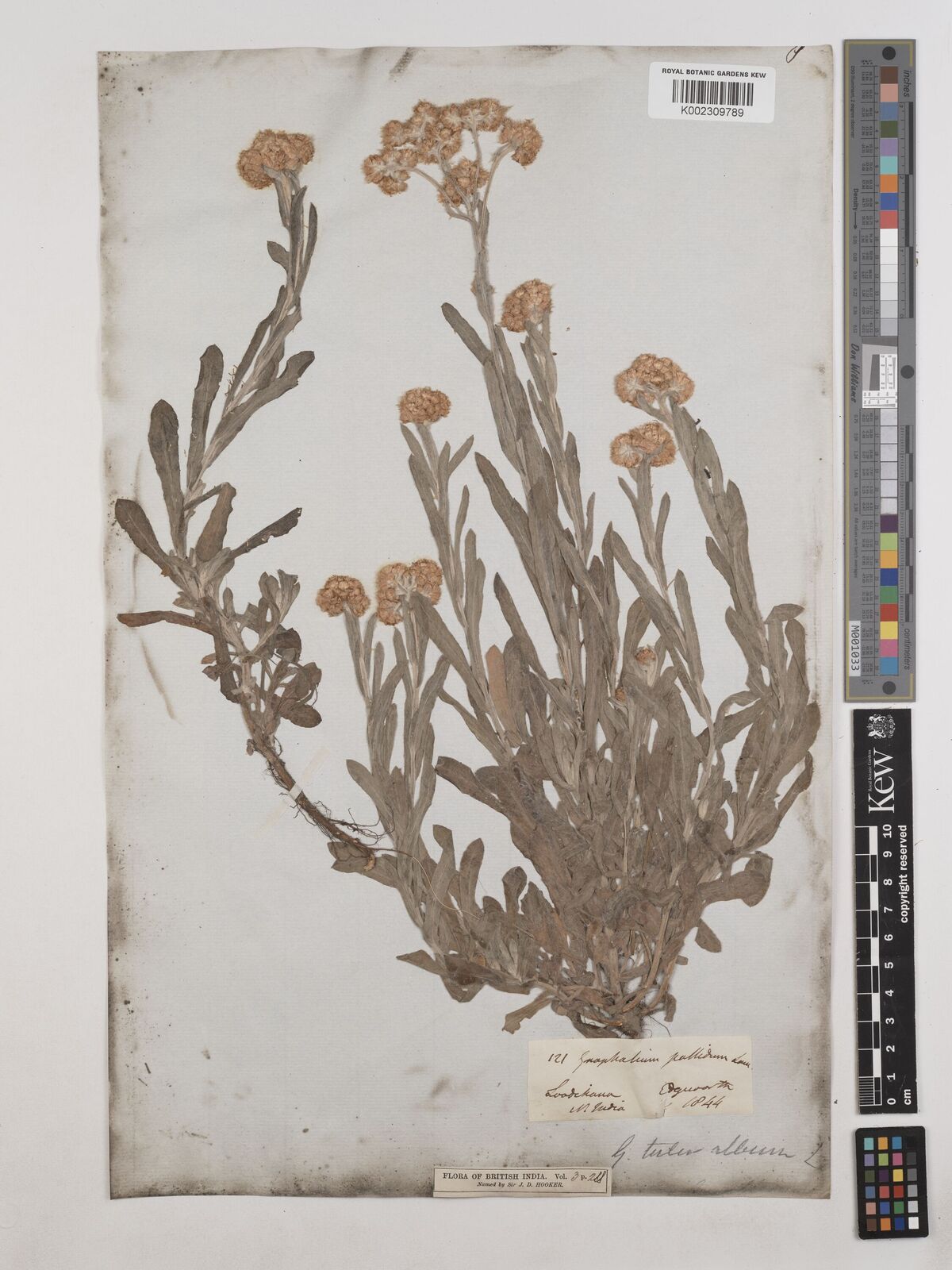 直筆ペルシャネコ画 作者サイン入り 貴重な肉筆画です！ 【公式通販】