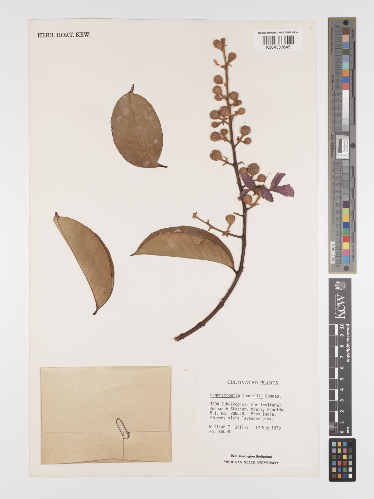 Lagerstroemia duperreana var. duperreana | Plants of the World