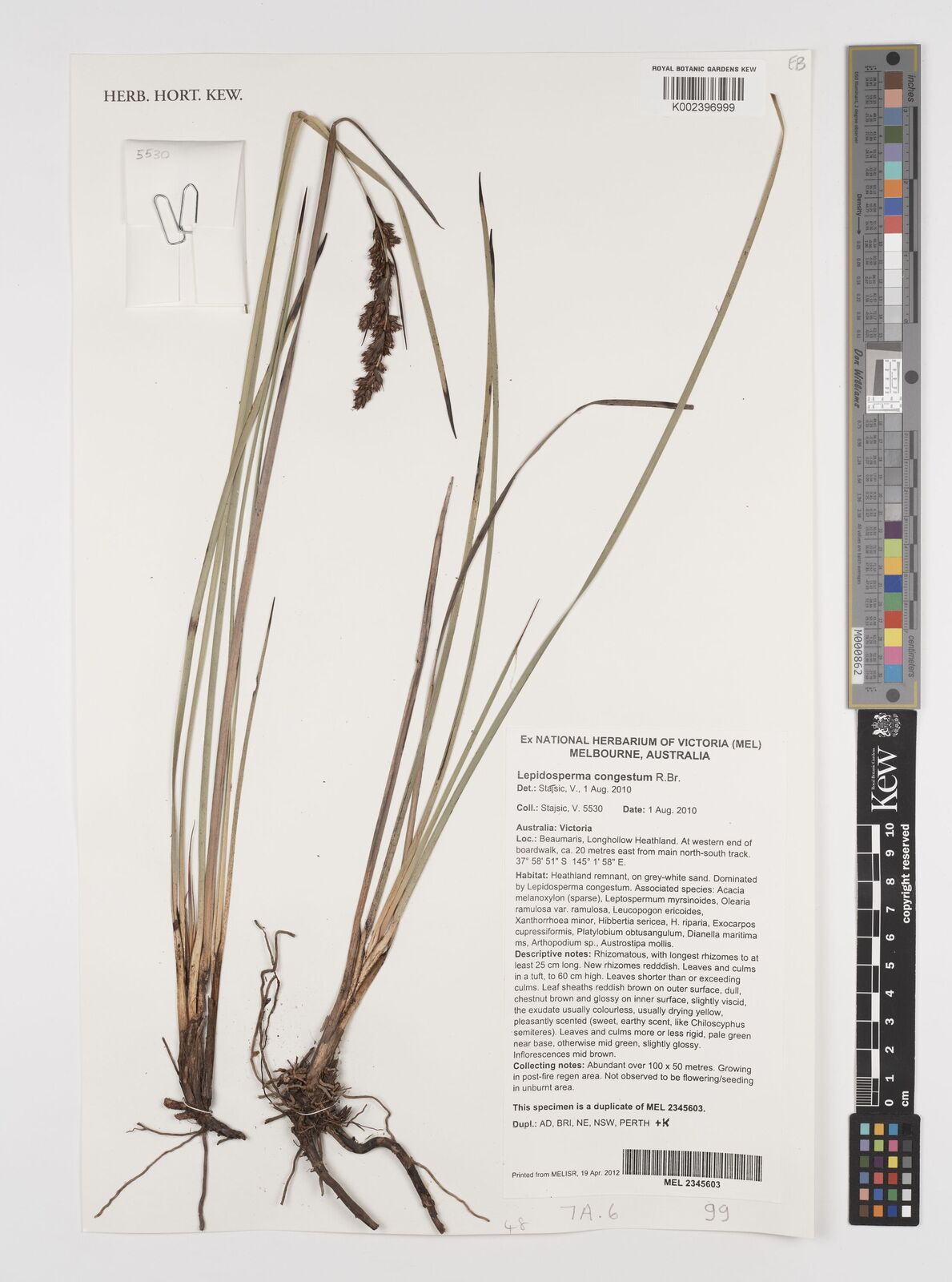 Lepidosperma congestum R.Br. | Plants of the World Online | Kew Science