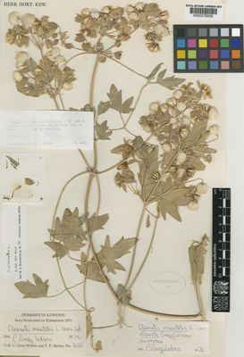 Kew Gardens K000076906:  Grey-Wilson, C.; Hewer, T.F. [1688] Afghanistan