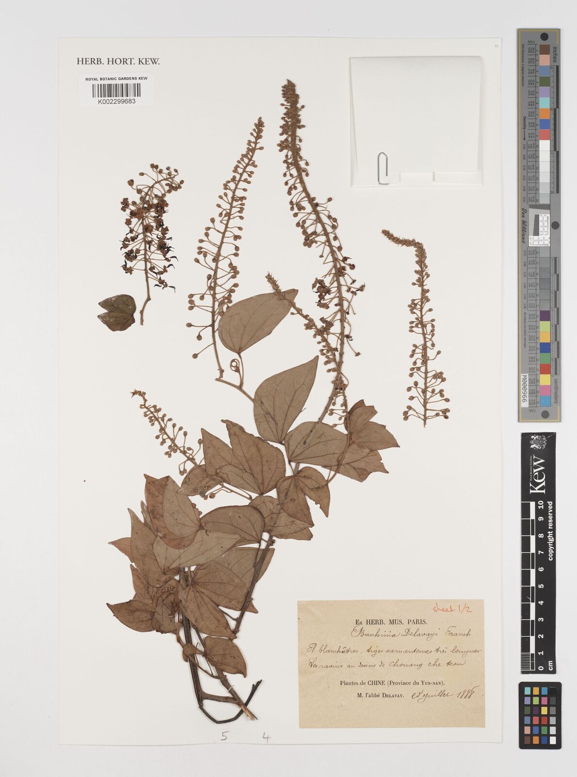 Bauhinia delavayi