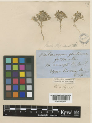Kew Gardens K000883478:  Mueller, F.J.H., von [s.n.] Australia