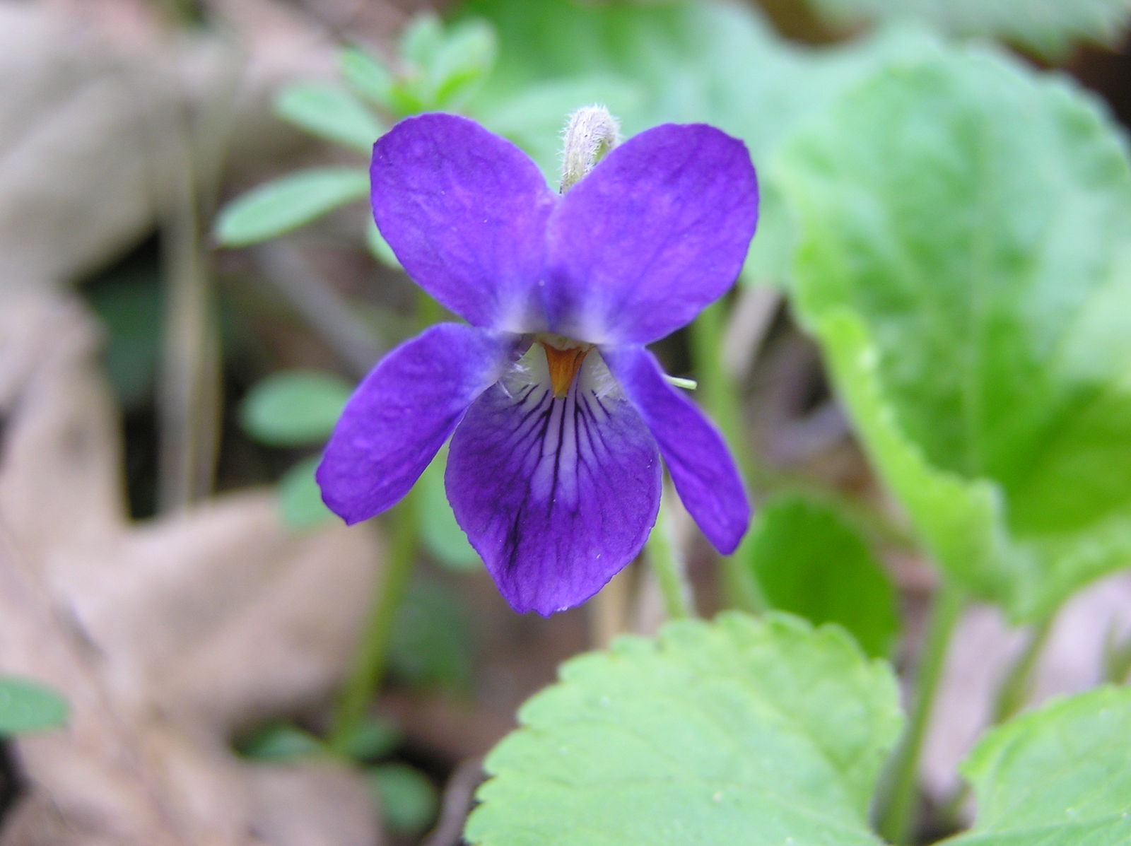 Viola odorata L. | Plants of the World Online | Kew Science