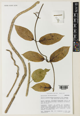 Kew Gardens K000979032:  Farinaccio, M.A.; Scudeller, V.V.; Santos-Silva, E.N. [750] Brazil