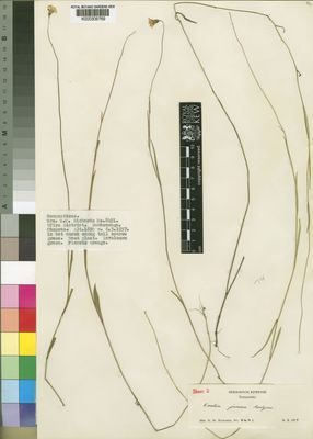 Kew Gardens K000306769:  Richards, H.M. [8491] Tanzania