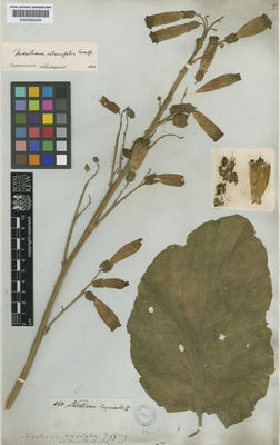 Kew Gardens K000585294:  s.coll. [860]