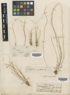 Kew Gardens K000789738:  Requien [s.n.] France